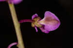 Scalloped milkwort